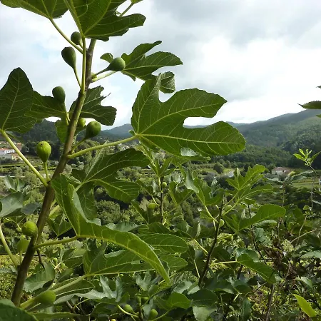 Quinta Labruja 3* Labrujo