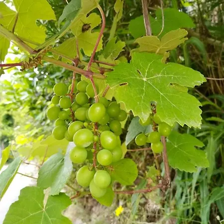 Bed & Breakfast Quinta Labruja Labrujo
