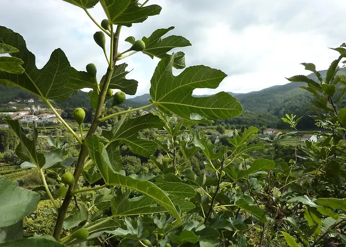 Quinta Labruja 3* Labrujo