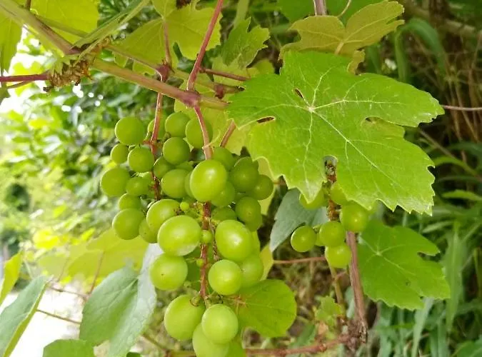 Bed & Breakfast Quinta Labruja Labrujo